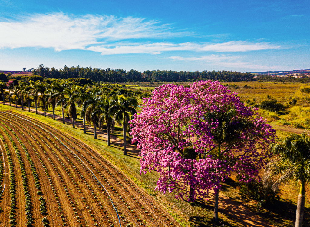 A Boa Terra :: A Boa Terra Essência Orgânica •  Desde 1981