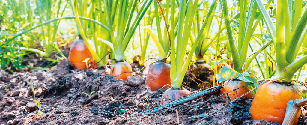 A Boa Terra :: A Boa Terra Essência Orgânica •  Desde 1981
