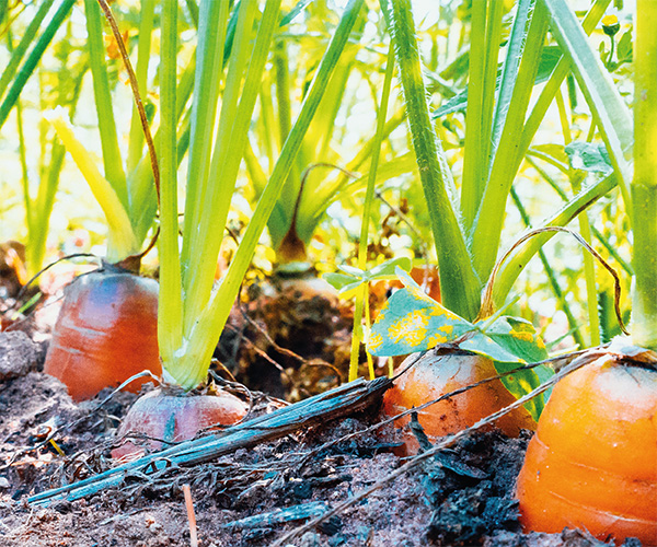 A Boa Terra :: A Boa Terra Essência Orgânica •  Desde 1981
